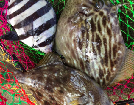 地磯から肝ぱんカワハギとイシダイ